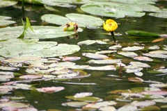 Killikus&reg; Fotographie